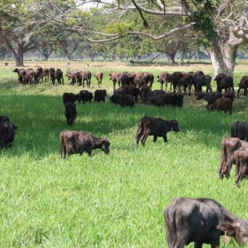 Don Bufalo Cría de búfalos raza Murrah 