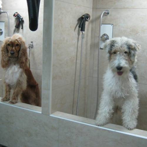 Grooming Canino