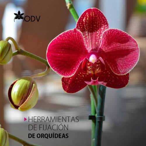 Ventas de Orquídeas en Venezuela