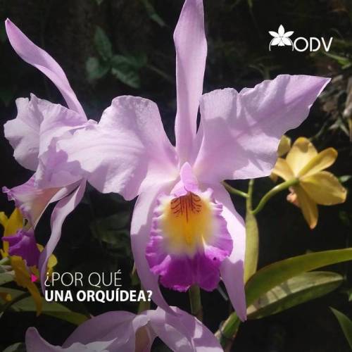 Orquídeas de Venezuela